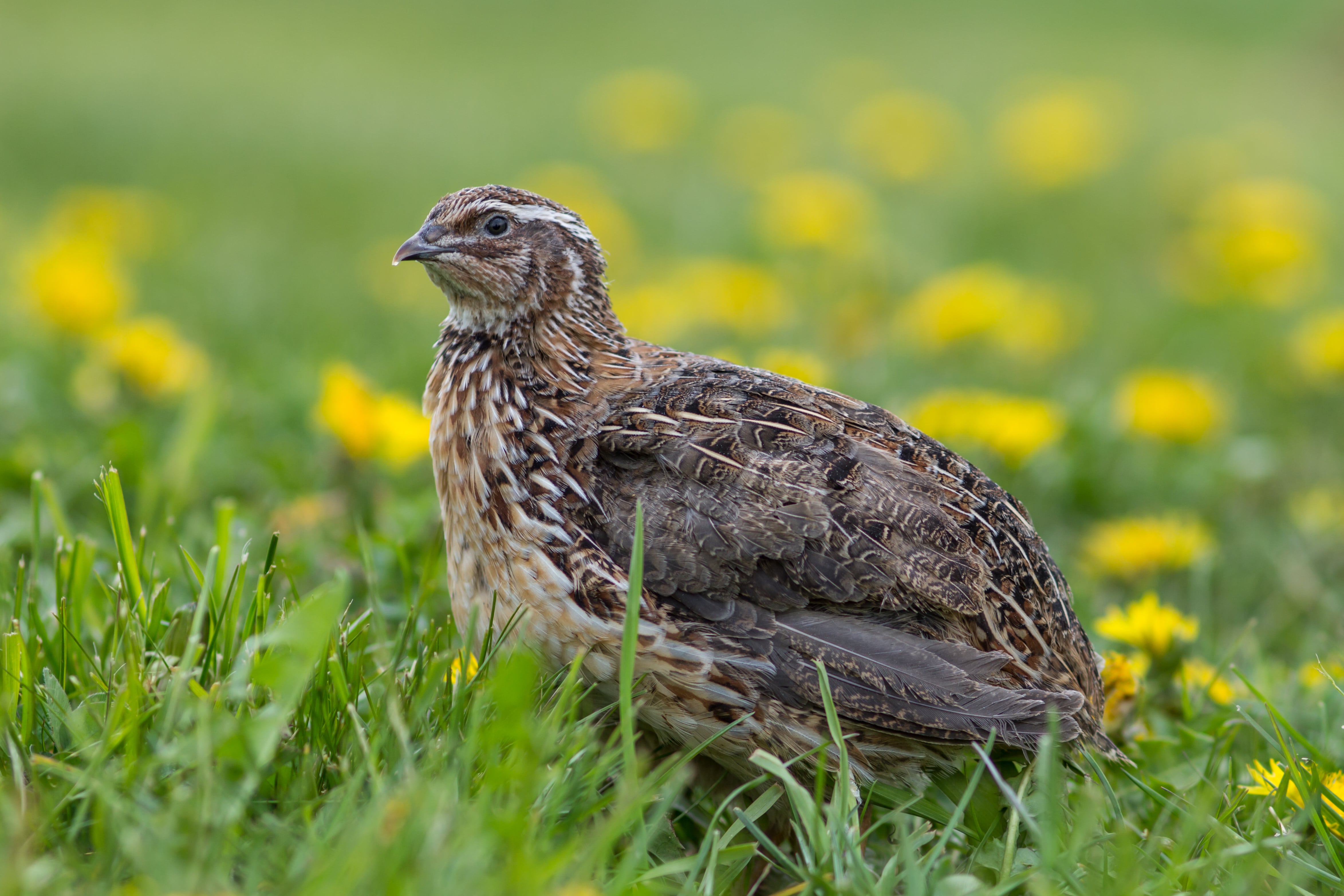  Продуктова лінійка кормів для годівлі перепілки