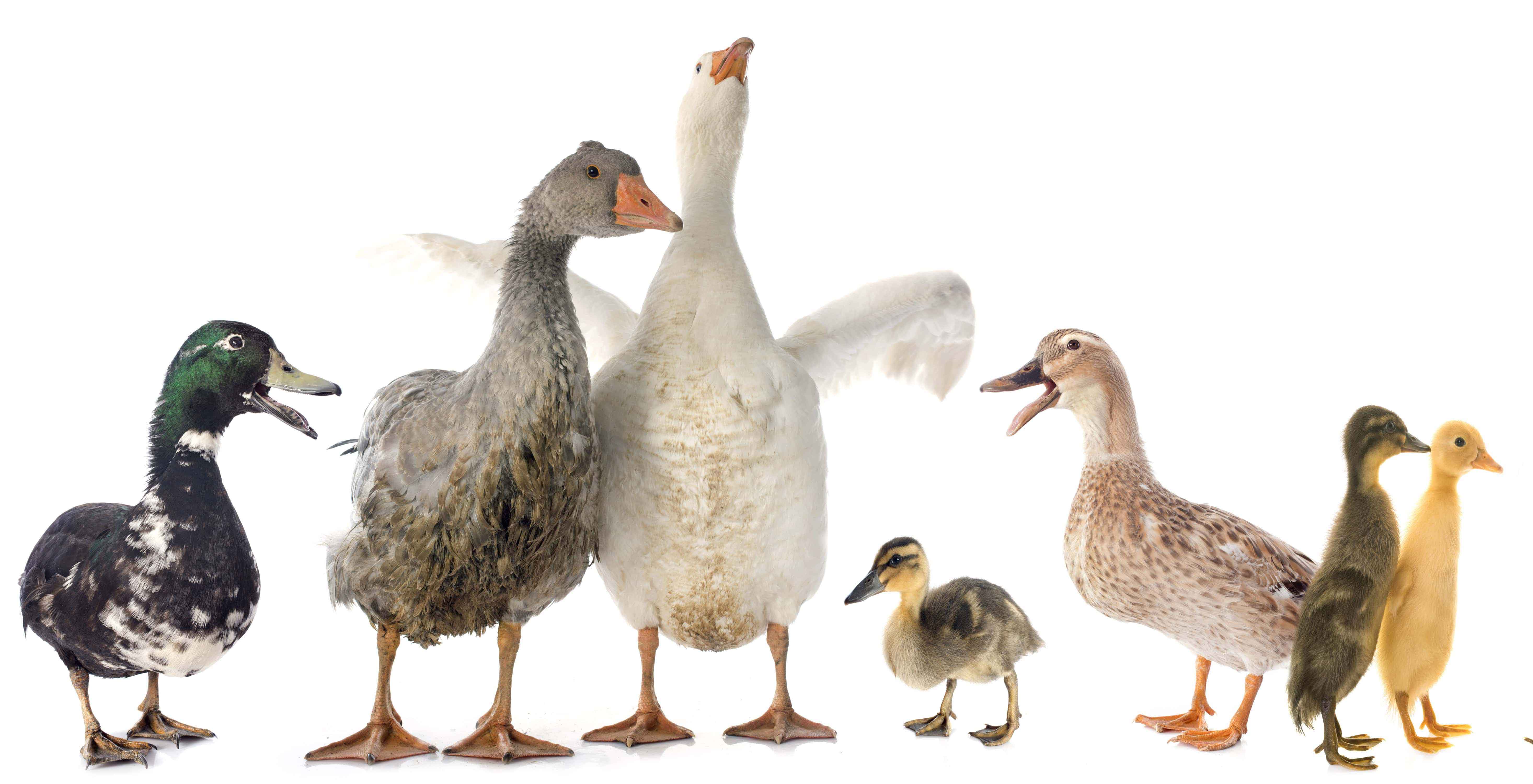 Продуктова лінійка кормів для годівлі водоплавної птиці