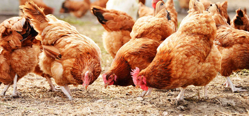  Продуктова лінійка для відгодівлі курки-несучки