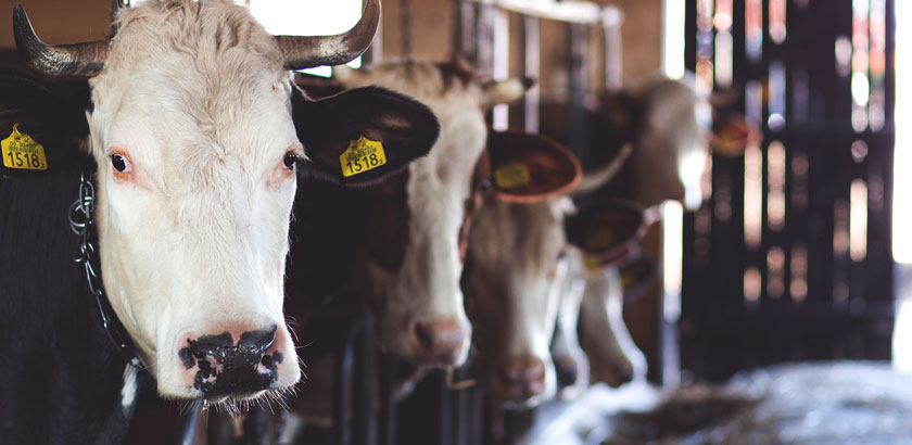 Корми ТМ Purina для ВРХ та ДРХ