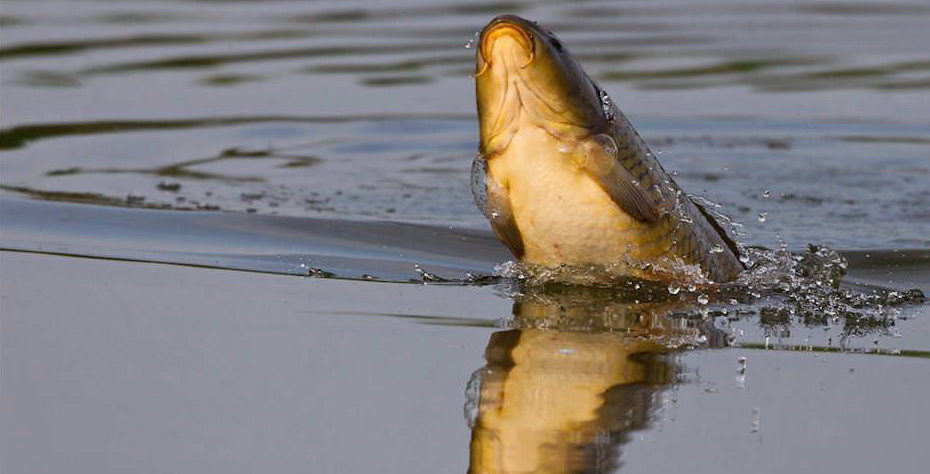  Корм TM Purina для годівлі риб