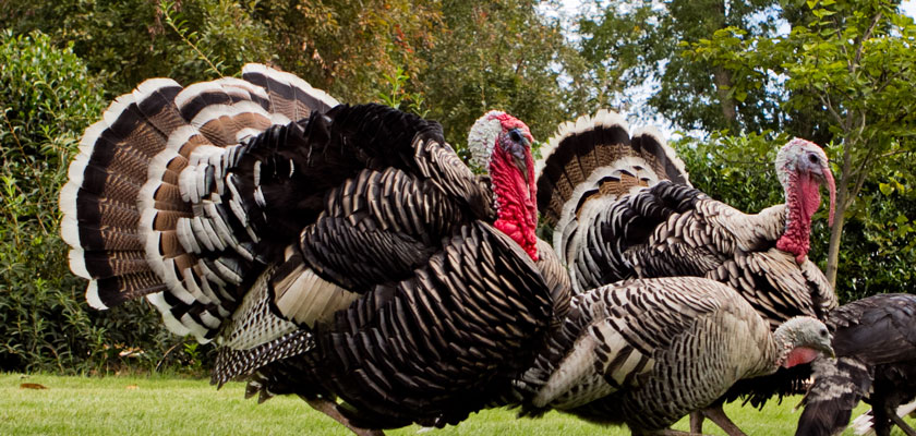 Продуктова лінійка кормів для годівлі індиків