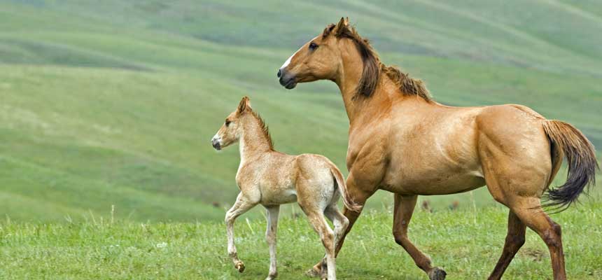 Корм Purina для годівлі коней