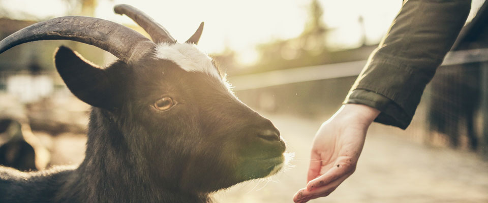 Програма годівлі кіз та овець