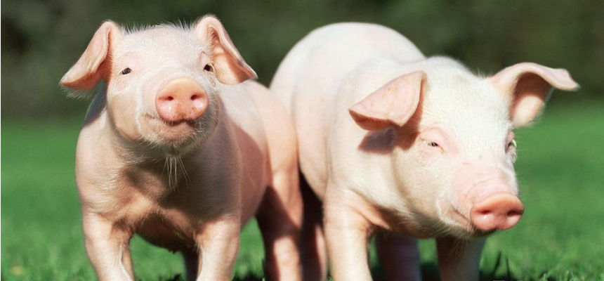 Професійна програма