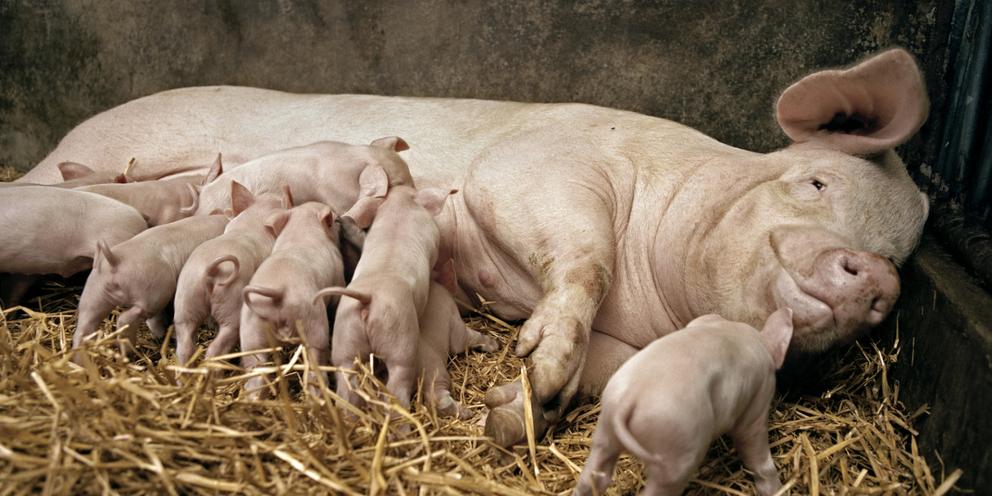 Професійна програма