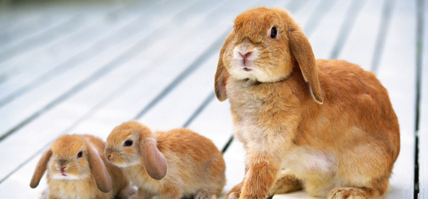 Професійна програма